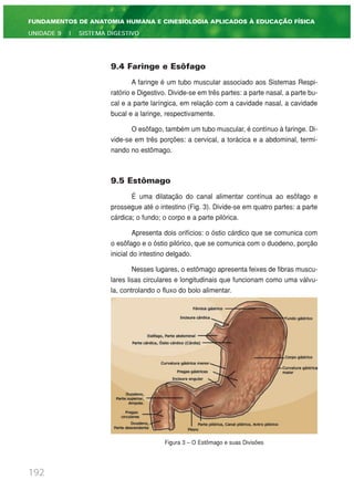 9.4 Faringe e Esôfago
A faringe é um tubo muscular associado aos Sistemas Respi-
ratório e Digestivo. Divide-se em três partes: a parte nasal, a parte bu-
cal e a parte laríngica, em relação com a cavidade nasal, a cavidade
bucal e a laringe, respectivamente.
O esôfago, também um tubo muscular, é contínuo à faringe. Di-
vide-se em três porções: a cervical, a torácica e a abdominal, termi-
nando no estômago.
9.5 Estômago
É uma dilatação do canal alimentar contínua ao esôfago e
prossegue até o intestino (Fig. 3). Divide-se em quatro partes: a parte
cárdica; o fundo; o corpo e a parte pilórica.
Apresenta dois orifícios: o óstio cárdico que se comunica com
o esôfago e o óstio pilórico, que se comunica com o duodeno, porção
inicial do intestino delgado.
Nesses lugares, o estômago apresenta feixes de fibras muscu-
lares lisas circulares e longitudinais que funcionam como uma válvu-
la, controlando o fluxo do bolo alimentar.
Figura 3 – O Estômago e suas Divisões
192
FUNDAMENTOS DE ANATOMIA HUMANA E CINESIOLOGIA APLICADOS À EDUCAÇÃO FÍSICA
UNIDADE 9 | SISTEMA DIGESTIVO
 