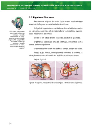 9.7 Fígado e Pâncreas
Perceba que o fígado é o maior órgão anexo, localizado logo
abaixo do diafragma, na metade direita do abdome.
O fígado é importante no metabolismo dos carboidratos, gordu-
ras e proteínas: secreta a bile armazenada na vesícula biliar, e partici-
pa de mecanismos de defesa.
Divide-se em lobos: direito, esquerdo, caudado e quadrado.
O pâncreas localiza-se atrás do estômago, em contato com a
parede abdominal posterior.
O pâncreas divide-se em três partes: a cabeça, o corpo e a cauda.
Possui dupla função, como glândula endócrina e exócrina. A
secreção endócrina é a insulina e a exócrina, o suco pancreático.
Veja a Figura 5.
Figura 5 – Àesquerda, vista posterior: divisões do fígado. Àdireita: divisões do pâncreas.
194
FUNDAMENTOS DE ANATOMIA HUMANA E CINESIOLOGIA APLICADOS À EDUCAÇÃO FÍSICA
UNIDADE 9 | SISTEMA DIGESTIVO
Você sabia que glândula
endócrina é aquela cuja
secreção é lançada
internamente ao corpo,
geralmente na circulação
sanguínea? E que glândula
exócrina é aquela cuja
secreção é lançada
externamente ao corpo,
como o canal alimentar
e a pele?
 