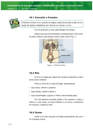 10.1 Conceito e Funções
Os rins produzem a urina, pela filtragem do sangue.
Observe que ela é armazenada e conduzida para o meio exter-
no pelos ureteres, pela bexiga urinária e pela uretra (Fig. 1).
Figura 1 – Sistema Urinário
10.2 Rim
O rim é um órgão par, abdominal, situado à esquerda e à direi-
ta da coluna vertebral.
Possui a forma de um grão de feijão, apresentando:
• duas faces, anterior e posterior;
• duas bordas, medial e lateral, e
• duas extremidades, superior e inferior, denominadas pólos.
Por uma abertura na borda medial, o hilo, passam o ureter, a
artéria e a veia renais, os vasos linfáticos e os nervos, constituindo,
em conjunto, o pedículo renal.
10.3 Ureter
Ureter é um tubo muscular, de trajeto descendente, que une o
rim à bexiga urinária.
198
FUNDAMENTOS DE ANATOMIA HUMANA E CINESIOLOGIA APLICADOS À EDUCAÇÃO FÍSICA
UNIDADE 10 | SISTEMA URINÁRIO
O Sistema Urinário é um conjunto de órgãos responsáveis pela função de ex-
creção de dejetos metabólicos, por meio de um veículo: a urina.
 