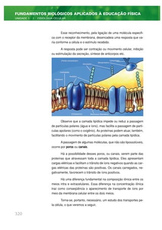Esse reconhecimento, pela ligação de uma molécula especifi-
ca com o receptor da membrana, desencadeia uma resposta que va-
ria conforme a célula e o estímulo recebido.
A resposta pode ser contração ou movimento celular, inibição
ou estimulação da secreção, síntese de anticorpos etc.
Observe que a camada lipídica impede ou reduz a passagem
de partículas polares (água e íons), mas facilita a passagem de partí-
culas apoIares (como o oxigênio). As proteínas podem atuar, também,
facilitando o movimento de partículas polares pela camada lipídica.
A passagem de algumas moléculas, que não são lipossolúveis,
ocorre por poros ou canais.
Há a possibilidade desses poros, ou canais, serem parte das
proteínas que atravessam toda a camada lipídica. Eles apresentam
cargas elétricas e facilitam o trânsito de íons negativos quando as car-
gas elétricas das proteínas são positivas. Os canais carregados, ne-
gativamente, favorecem o trânsito de íons positivos.
Há uma diferença fundamental na composição iônica entre os
meios intra e extracelulares. Essa diferença na concentração iônica
traz como conseqüência o aparecimento de transporte de íons por
meio da membrana celular entre os dois meios.
Torna-se, portanto, necessário, um estudo dos transportes pe-
la célula, o que veremos a seguir.
320
FUNDAMENTOS BIOLÓGICOS APLICADOS À EDUCAÇÃO FÍSICA
UNIDADE 1 | FISIOLOGIA CELULAR
 