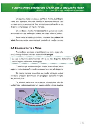 Em algumas fibras nervosas, a bainha de mielina, quando pre-
sente, isola a parte do nervo que circunda os distúrbios elétricos. Des-
se modo, sobre o segmento de fibra recoberto por mielina não se po-
de gerar nem propagar um impulso nervoso.
Em vez disso, o impulso nervoso espalha-se apenas nos nódulos
de Ranvier, isto é, de nódulo para nódulo, por toda a extensão da fibra.
Esses saltos de nódulo para nódulo, chamados de conduçãosal-
tatória, fazem aumentar a velocidade de condução do impulso nervoso.
2.4 Sinapses Nervo a Nervo
A conexão do axônio de uma célula nervosa com o corpo celu-
lar ou com os dendritos de outro é denominada sinapse.
O neurônio que envia impulso pela sinapse é denominado pré-si-
náptico e os terminais axônicos são nomeados terminais pré-sinápticos.
Da mesma maneira, o neurônio que recebe o impulso no lado
oposto da sinapse é denominado pós-sináptico e apresenta recepto-
res pós-sinápticos.
Os terminais axônicos e os receptores pós-sinápticos não têm
contato físico e são separados por um espaço estreito, a fenda sináptica.
329
FUNDAMENTOS BIOLÓGICOS APLICADOS À EDUCAÇÃO FÍSICA
UNIDADE 2 | CONTROLE NEURAL DO MOVIMENTO HUMANO
Ou seja, os neurônios comunicam-se entre si por meio de pontos de transmis-
são do impulso, chamados de sinapses.
 