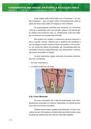 Esses órgãos estão relacionados com a Cinestesia — ou sen-
tido cinestésico — que, em geral, indica, inconscientemente, onde as
partes de nosso corpo estão em relação ao meio ambiente.
Os proprioceptores permitem que tenhamos um movimento
uniforme e coordenado, para, por exemplo, golpear uma bola de gol-
fe, realizar uma corrida em casa, ou, simplesmente, subir sem trope-
çar um lance de uma escada desconhecida.
Eles ajudam-nos, também, a mantermos a postura corporal e o
tônus muscular normais. Observe que a tendência da mandíbula a
cair, da cabeça a inclinar-se para a frente e dos joelhos a encurvarem-
se, em virtude dos efeitos da gravidade, são neutralizadas pelos de-
nominados músculos antigravitacionais, que retransmitem a informa-
ção acerca da posição no espaço.
Há dois importantes órgãos sensoriais musculares relaciona-
dos com a Cinestesia:
• os fusos musculares e
• os órgãos tendinosos de Golgi.
2.9.1 Fuso Muscular
Os fusos musculares são o tipo de proprioceptor mais abun-
dantemente encontrado no músculo, importantes no controle da pos-
tura e dos movimentos voluntários.
Também denominados receptores da distensão, os fusos mus-
culares enviam informações ao Sistema Nervoso Central sobre o grau
de distensão (estiramento) do músculo onde estão alojados.
336
FUNDAMENTOS BIOLÓGICOS APLICADOS À EDUCAÇÃO FÍSICA
UNIDADE 2 | CONTROLE NEURAL DO MOVIMENTO HUMANO
 