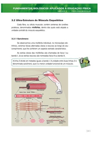 3.2 Ultra-Estrutura do Músculo Esquelético
Cada fibra, ou célula muscular, contém centenas de cordões
protéicos, denominados miofibrilas, dentro dos quais está alojada a
unidade contrátil do músculo esquelético.
3.2.1 Sarcômero
Se observarmos uma miofibrila individual, no microscópio ele-
trônico, veremos faixas alternadas claras e escuras ao longo do seu
comprimento, que lhe conferem um aspecto estriado característico.
As estrias claras das miofibrilas são chamadas de faixa I ou
banda I. Já as estrias escuras são nomeadas faixa A ou banda A.
341
FUNDAMENTOS BIOLÓGICOS APLICADOS À EDUCAÇÃO FÍSICA
UNIDADE 3 | FISIOLOGIA MUSCULAR
A linha Z divide em metades iguais a banda I. A unidade entre duas linhas Z é
denominada sarcômero, que é a menor unidade funcional de um músculo.
 
