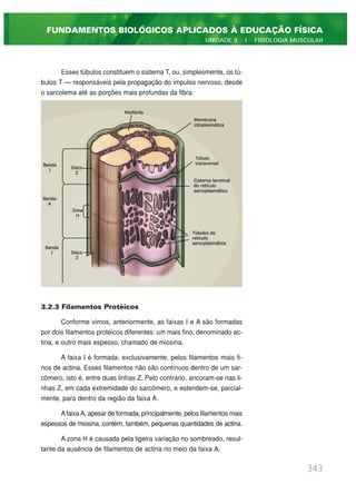 Esses túbulos constituem o sistema T, ou, simplesmente, os tú-
bulos T — responsáveis pela propagação do impulso nervoso, desde
o sarcolema até as porções mais profundas da fibra.
3.2.3 Filamentos Protéicos
Conforme vimos, anteriormente, as faixas I e A são formadas
por dois filamentos protéicos diferentes: um mais fino, denominado ac-
tina, e outro mais espesso, chamado de miosina.
A faixa I é formada, exclusivamente, pelos filamentos mais fi-
nos de actina. Esses filamentos não são contínuos dentro de um sar-
cômero, isto é, entre duas linhas Z. Pelo contrário, ancoram-se nas li-
nhas Z, em cada extremidade do sarcômero, e estendem-se, parcial-
mente, para dentro da região da faixa A.
Afaixa A, apesar de formada, principalmente, pelos filamentos mais
espessos de miosina, contém, também, pequenas quantidades de actina.
A zona H é causada pela ligeira variação no sombreado, resul-
tante da ausência de filamentos de actina no meio da faixa A.
343
FUNDAMENTOS BIOLÓGICOS APLICADOS À EDUCAÇÃO FÍSICA
UNIDADE 3 | FISIOLOGIA MUSCULAR
 