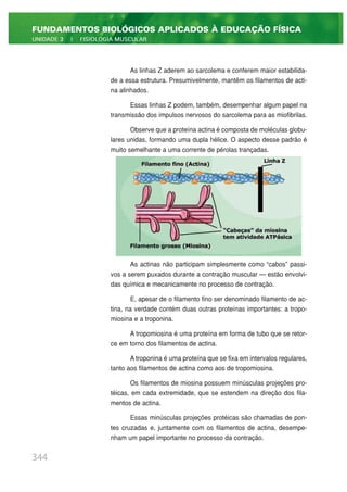 As linhas Z aderem ao sarcolema e conferem maior estabilida-
de a essa estrutura. Presumivelmente, mantêm os filamentos de acti-
na alinhados.
Essas linhas Z podem, também, desempenhar algum papel na
transmissão dos impulsos nervosos do sarcolema para as miofibrilas.
Observe que a proteína actina é composta de moléculas globu-
lares unidas, formando uma dupla hélice. O aspecto desse padrão é
muito semelhante a uma corrente de pérolas trançadas.
As actinas não participam simplesmente como “cabos” passi-
vos a serem puxados durante a contração muscular — estão envolvi-
das química e mecanicamente no processo de contração.
E, apesar de o filamento fino ser denominado filamento de ac-
tina, na verdade contém duas outras proteínas importantes: a tropo-
miosina e a troponina.
A tropomiosina é uma proteína em forma de tubo que se retor-
ce em torno dos filamentos de actina.
A troponina é uma proteína que se fixa em intervalos regulares,
tanto aos filamentos de actina como aos de tropomiosina.
Os filamentos de miosina possuem minúsculas projeções pro-
téicas, em cada extremidade, que se estendem na direção dos fila-
mentos de actina.
Essas minúsculas projeções protéicas são chamadas de pon-
tes cruzadas e, juntamente com os filamentos de actina, desempe-
nham um papel importante no processo da contração.
344
FUNDAMENTOS BIOLÓGICOS APLICADOS À EDUCAÇÃO FÍSICA
UNIDADE 3 | FISIOLOGIA MUSCULAR
 