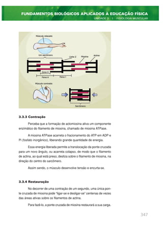 3.3.3 Contração
Perceba que a formação de actomiosina ativa um componente
enzimático do filamento de miosina, chamado de miosina ATPase.
A miosina ATPase acarreta o fracionamento do ATP em ADP e
Pi (fosfato inorgânico), liberando grande quantidade de energia.
Essa energia liberada permite a translocação da ponte cruzada
para um novo ângulo, ou acarreta colapso, de modo que o filamento
de actina, ao qual está preso, desliza sobre o filamento de miosina, na
direção do centro do sarcômero.
Assim sendo, o músculo desenvolve tensão e encurta-se.
3.3.4 Restauração
No decorrer de uma contração de um segundo, uma única pon-
te cruzada de miosina pode “ligar-se e desligar-se” centenas de vezes
das áreas ativas sobre os filamentos de actina.
Para fazê-lo, a ponte cruzada de miosina restaurará a sua carga.
347
FUNDAMENTOS BIOLÓGICOS APLICADOS À EDUCAÇÃO FÍSICA
UNIDADE 3 | FISIOLOGIA MUSCULAR
 