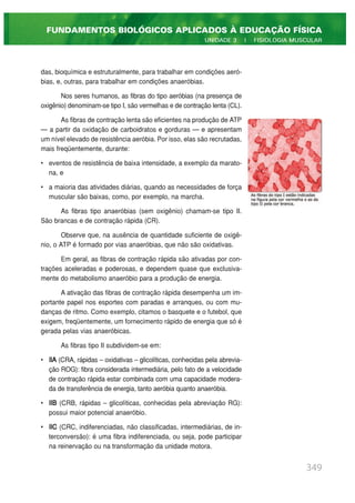 das, bioquímica e estruturalmente, para trabalhar em condições aeró-
bias, e, outras, para trabalhar em condições anaeróbias.
Nos seres humanos, as fibras do tipo aeróbias (na presença de
oxigênio) denominam-se tipo I, são vermelhas e de contração lenta (CL).
As fibras de contração lenta são eficientes na produção de ATP
— a partir da oxidação de carboidratos e gorduras — e apresentam
um nível elevado de resistência aeróbia. Por isso, elas são recrutadas,
mais freqüentemente, durante:
• eventos de resistência de baixa intensidade, a exemplo da marato-
na, e
• a maioria das atividades diárias, quando as necessidades de força
muscular são baixas, como, por exemplo, na marcha.
As fibras tipo anaeróbias (sem oxigênio) chamam-se tipo II.
São brancas e de contração rápida (CR).
Observe que, na ausência de quantidade suficiente de oxigê-
nio, o ATP é formado por vias anaeróbias, que não são oxidativas.
Em geral, as fibras de contração rápida são ativadas por con-
trações aceleradas e poderosas, e dependem quase que exclusiva-
mente do metabolismo anaeróbio para a produção de energia.
A ativação das fibras de contração rápida desempenha um im-
portante papel nos esportes com paradas e arranques, ou com mu-
danças de ritmo. Como exemplo, citamos o basquete e o futebol, que
exigem, freqüentemente, um fornecimento rápido de energia que só é
gerada pelas vias anaeróbicas.
As fibras tipo II subdividem-se em:
• IIA (CRA, rápidas – oxidativas – glicolíticas, conhecidas pela abrevia-
ção ROG): fibra considerada intermediária, pelo fato de a velocidade
de contração rápida estar combinada com uma capacidade modera-
da de transferência de energia, tanto aeróbia quanto anaeróbia.
• IIB (CRB, rápidas – glicolíticas, conhecidas pela abreviação RG):
possui maior potencial anaeróbio.
• IIC (CRC, indiferenciadas, não classificadas, intermediárias, de in-
terconversão): é uma fibra indiferenciada, ou seja, pode participar
na reinervação ou na transformação da unidade motora.
349
FUNDAMENTOS BIOLÓGICOS APLICADOS À EDUCAÇÃO FÍSICA
UNIDADE 3 | FISIOLOGIA MUSCULAR
 