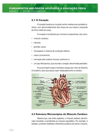 4.1 O Coração
O coração localiza-se na parte centro-mediana da cavidade to-
rácica, com aproximadamente dois terços da sua massa à esquerda
da linha média do corpo.
O coração é constituído por inúmeros componentes, tais como:
• músculo cardíaco;
• válvulas;
• grandes vasos;
• marcapasso e sistema de condução elétrica;
• vasos coronarianos;
• inervação pelo sistema nervoso autônomo e
• um saco fibrosseroso, que circunda o coração, denominado pericárdio.
A sua principal função é bombear sangue por meio do Sistema
Circulatório, para que possa suprir adequadamente os tecidos.
4.2 Estrutura Microscópica do Músculo Cardíaco
Observe que, sob certos aspectos, o músculo cardíaco, denomi-
nado miocárdio, é semelhante ao músculo esquelético. Por exemplo, é
estriado, contendo miofibrilas e filamentos protéicos de actina e miosina.
354
FUNDAMENTOS BIOLÓGICOS APLICADOS À EDUCAÇÃO FÍSICA
UNIDADE 4 | SISTEMA CARDIOVASCULAR
 