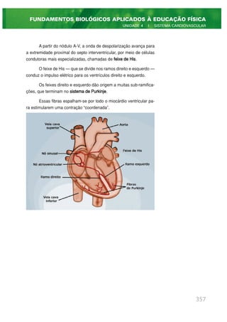 A partir do nódulo A-V, a onda de despolarização avança para
a extremidade proximal do septo interventricular, por meio de células
condutoras mais especializadas, chamadas de feixe de His.
O feixe de His — que se divide nos ramos direito e esquerdo —
conduz o impulso elétrico para os ventrículos direito e esquerdo.
Os feixes direito e esquerdo dão origem a muitas sub-ramifica-
ções, que terminam no sistema de Purkinje.
Essas fibras espalham-se por todo o miocárdio ventricular pa-
ra estimularem uma contração “coordenada”.
357
FUNDAMENTOS BIOLÓGICOS APLICADOS À EDUCAÇÃO FÍSICA
UNIDADE 4 | SISTEMA CARDIOVASCULAR
 