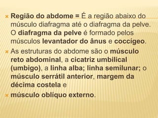  Região do abdome = É a região abaixo do
músculo diafragma até o diafragma da pelve.
O diafragma da pelve é formado pelos
músculos levantador do ânus e coccígeo.
 As estruturas do abdome são o músculo
reto abdominal, a cicatriz umbilical
(umbigo), a linha alba; linha semilunar; o
músculo serrátil anterior, margem da
décima costela e
 músculo oblíquo externo.
 