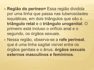  Região do períneo= Essa região dividida
por uma linha que passa nas tuberosidades
isquiáticas, em dois triângulos que são o
triângulo retal e o triângulo urogenital. O
primeiro está incluso o orifício anal e o
segundo, os órgãos sexuais.
 Nessa região, observa-se a rafe perineal,
que é uma linha sagital visível entre os
órgãos genitais e o ânus. órgãos sexuais
externos masculinos e femininos.
 