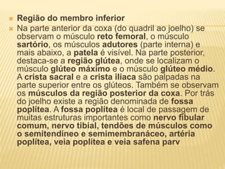  Região do membro inferior
 Na parte anterior da coxa (do quadril ao joelho) se
observam o músculo reto femoral, o músculo
sartório, os músculos adutores (parte interna) e
mais abaixo, a patela é visível. Na parte posterior,
destaca-se a região glútea, onde se localizam o
músculo glúteo máximo e o músculo glúteo médio.
A crista sacral e a crista ilíaca são palpadas na
parte superior entre os glúteos. Também se observam
os músculos da região posterior da coxa. Por trás
do joelho existe a região denominada de fossa
poplítea. A fossa poplítea é local de passagem de
muitas estruturas importantes como nervo ﬁbular
comum, nervo tibial, tendões de músculos como
o semitendíneo e semimembranáceo, artéria
poplítea, veia poplítea e veia safena parv
 
