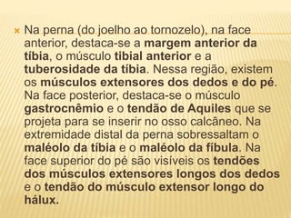  Na perna (do joelho ao tornozelo), na face
anterior, destaca-se a margem anterior da
tíbia, o músculo tibial anterior e a
tuberosidade da tíbia. Nessa região, existem
os músculos extensores dos dedos e do pé.
Na face posterior, destaca-se o músculo
gastrocnêmio e o tendão de Aquiles que se
projeta para se inserir no osso calcâneo. Na
extremidade distal da perna sobressaltam o
maléolo da tíbia e o maléolo da fíbula. Na
face superior do pé são visíveis os tendões
dos músculos extensores longos dos dedos
e o tendão do músculo extensor longo do
hálux.
 