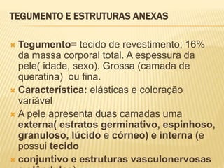 TEGUMENTO E ESTRUTURAS ANEXAS
 Tegumento= tecido de revestimento; 16%
da massa corporal total. A espessura da
pele( idade, sexo). Grossa (camada de
queratina) ou fina.
 Característica: elásticas e coloração
variável
 A pele apresenta duas camadas uma
externa( estratos germinativo, espinhoso,
granuloso, lúcido e córneo) e interna (e
possui tecido
 conjuntivo e estruturas vasculonervosas
 
