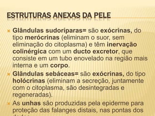 ESTRUTURAS ANEXAS DA PELE
 Glândulas sudoríparas= são exócrinas, do
tipo merócrinas (eliminam o suor, sem
eliminação do citoplasma) e têm inervação
colinérgica com um ducto excretor, que
consiste em um tubo enovelado na região mais
interna e um corpo.
 Glândulas sebáceas= são exócrinas, do tipo
holócrinas (eliminam a secreção, juntamente
com o citoplasma, são desintegradas e
regeneradas).
 As unhas são produzidas pela epiderme para
proteção das falanges distais, nas pontas dos
 