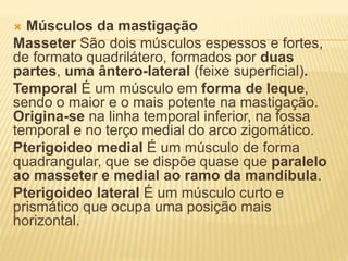  Músculos da mastigação
Masseter São dois músculos espessos e fortes,
de formato quadrilátero, formados por duas
partes, uma ântero-lateral (feixe superﬁcial).
Temporal É um músculo em forma de leque,
sendo o maior e o mais potente na mastigação.
Origina-se na linha temporal inferior, na fossa
temporal e no terço medial do arco zigomático.
Pterigoideo medial É um músculo de forma
quadrangular, que se dispõe quase que paralelo
ao masseter e medial ao ramo da mandíbula.
Pterigoideo lateral É um músculo curto e
prismático que ocupa uma posição mais
horizontal.
 