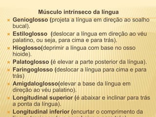 Músculo intrínseco da língua
 Genioglosso (projeta a língua em direção ao soalho
bucal).
 Estiloglosso (deslocar a língua em direção ao véu
palatino, ou seja, para cima e para trás).
 Hioglosso(deprimir a língua com base no osso
hioide).
 Palatoglosso (é elevar a parte posterior da língua).
 Faringoglosso (deslocar a língua para cima e para
trás)
 Amigdaloglosso(elevar a base da língua em
direção ao véu palatino).
 Longitudinal superior (é abaixar e inclinar para trás
a ponta da língua).
 Longitudinal inferior (encurtar o comprimento da
 