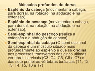 Músculos profundos do dorso
 Esplênio da cabeça (movimentar a cabeça,
para dorsal, na rotação, na abdução e na
extensão).
 Esplênio do pescoço (movimentar a cabeça,
para dorsal, na rotação, na abdução e na
extensão).
 Semi-espinhal do pescoço (realiza a
extensão e a abdução da cabeça).
 Semi-espinhal da cabeça (O semi-espinhal
da cabeça é um músculo situado mais
profundamente ao esplênio e que se origina
nos processos transversos das cinco últimas
vértebras cervicais (C3, C4, C5, C6 e C7) e
das sete primeiras vértebras torácicas (T1, T2,
T3, T4, T5, T6 e T7)
 