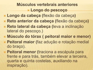 Músculos vertebrais anteriores
 Longo do pescoço
 Longo da cabeça (ﬂexão da cabeça)
 Reto anterior da cabeça (ﬂexão da cabeça)
 Reto lateral da cabeça (leva a inclinação
lateral do pescoço.)
 Músculo do tórax ( peitoral maior e menor)
 Peitoral maior (faz adução e rotação medial
do braço).
 Peitoral menor (traciona a escápula para
frente e para trás, também elevar a terceira,
quarta e quinta costelas, auxiliando na
inspiração).
 