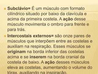 Subclávio= É um músculo com formato
cilíndrico situado por baixo da clavícula e
acima da primeira costela. A ação desse
músculo movimenta o ombro para frente e
para trás.
 Intercostais externos= são onze pares de
músculos que interpõem entre as costelas e
auxiliam na respiração. Esses músculos se
originam na borda inferior das costelas
acima e se inserem na borda cranial da
costela de baixo. A ação desses músculos
eleva as costelas, aumentando o volume do
 