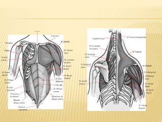 ANATOMIA APLICADA A ESTÉTICA.pptx