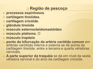  Região de pescoço
 processos espinhosos.
 cartilagem tireóidea.
 cartilagem cricóide.
 glândula tireóide
 músculo esternocleidomastóideo
 músculo platisma. O
 músculo trapézio
 ponto da bifurcação da artéria carótida comum em
artérias carótidas interna e externa se dá acima da
cartilagem tireóide, entre a terceira e quarta vértebras
cervicais.
 A parte superior da traquéia se dá em nível da sexta
vértebra cervical e do arco da cartilagem cricóide.
 