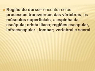  Região do dorso= encontra-se os
processos transversos das vértebras, os
músculos superﬁciais, a espinha da
escápula; crista ilíaca; regiões escapular,
infraescapular ; lombar; vertebral e sacral
 