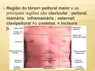  Região do tórax= peitoral maior e as
principais regiões são clavicular ; peitoral,
mamária; inframamária ; esternal;
clavipeitoral As costelas; A incisura
jugular.
 