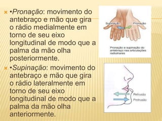  •Pronação: movimento do
antebraço e mão que gira
o rádio medialmente em
torno de seu eixo
longitudinal de modo que a
palma da mão olha
posteriormente.
 •Supinação: movimento do
antebraço e mão que gira
o rádio lateralmente em
torno de seu eixo
longitudinal de modo que a
palma da mão olha
anteriormente.
 