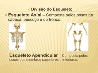  Divisão do Esqueleto
 Esqueleto Axial – Composta pelos ossos da
cabeça, pescoço e do tronco.
Esqueleto Apendicular – Composta pelos
ossos dos membros superiores e inferiores.
 