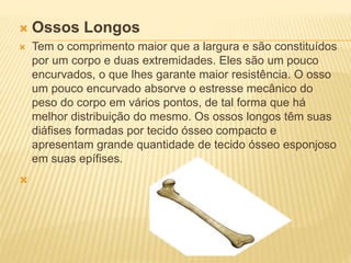  Ossos Longos
 Tem o comprimento maior que a largura e são constituídos
por um corpo e duas extremidades. Eles são um pouco
encurvados, o que lhes garante maior resistência. O osso
um pouco encurvado absorve o estresse mecânico do
peso do corpo em vários pontos, de tal forma que há
melhor distribuição do mesmo. Os ossos longos têm suas
diáfises formadas por tecido ósseo compacto e
apresentam grande quantidade de tecido ósseo esponjoso
em suas epífises.

 