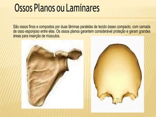 OssosPlanosouLaminares
São ossos finos e compostos por duas lâminas paralelas de tecido ósseo compacto, com camada
de osso esponjoso entre elas. Os ossos planos garantem considerável proteção e geram grandes
áreas para inserção de músculos.
 