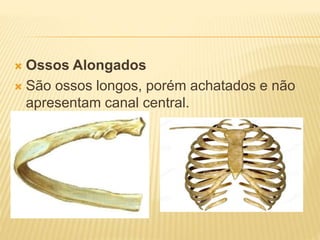  Ossos Alongados
 São ossos longos, porém achatados e não
apresentam canal central.
 