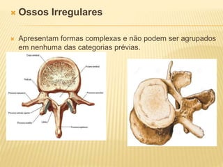  Ossos Irregulares
 Apresentam formas complexas e não podem ser agrupados
em nenhuma das categorias prévias.
 