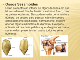  Ossos Sesamóides
Estão presentes no interior de alguns tendões em que
há considerável fricção, tensão e estresse físico, como
as palmas e plantas. Eles podem variar de tamanho e
número, de pessoa para pessoa, não são sempre
completamente ossificados, normalmente, medem
apenas alguns milímetros de diâmetro. Exceções
notáveis são as duas patelas, que são grandes ossos
sesamóides, presentes em quase todos os seres
humanos.
 