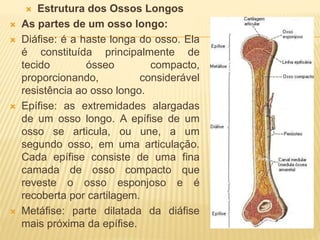  Estrutura dos Ossos Longos
 As partes de um osso longo:
 Diáfise: é a haste longa do osso. Ela
é constituída principalmente de
tecido ósseo compacto,
proporcionando, considerável
resistência ao osso longo.
 Epífise: as extremidades alargadas
de um osso longo. A epífise de um
osso se articula, ou une, a um
segundo osso, em uma articulação.
Cada epífise consiste de uma fina
camada de osso compacto que
reveste o osso esponjoso e é
recoberta por cartilagem.
 Metáfise: parte dilatada da diáfise
mais próxima da epífise.
 