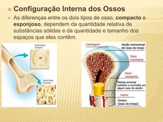  Configuração Interna dos Ossos
 As diferenças entre os dois tipos de osso, compacto e
esponjoso, dependem da quantidade relativa de
substâncias sólidas e da quantidade e tamanho dos
espaços que eles contêm.
 