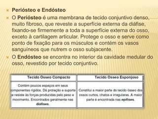  Periósteo e Endósteo
 O Periósteo é uma membrana de tecido conjuntivo denso,
muito fibroso, que reveste a superfície externa da diáfise,
fixando-se firmemente a toda a superfície externa do osso,
exceto à cartilagem articular. Protege o osso e serve como
ponto de fixação para os músculos e contém os vasos
sanguíneos que nutrem o osso subjacente.
 O Endósteo se encontra no interior da cavidade medular do
osso, revestido por tecido conjuntivo.
 