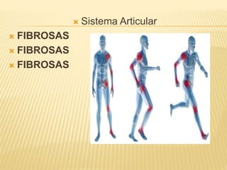  Sistema Articular
 FIBROSAS
 FIBROSAS
 FIBROSAS
 