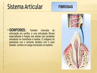 SistemaArticular
• GONFOSES.: Também chamada de
articulação em cavilha, é uma articulação fibrosa
especializada à fixação dos dentes nas cavidades
alveolares na mandíbula e maxilas. O colágeno do
periodonto une o cemento dentário com o osso
alveolar. Lembra um prego encravado na madeira.
FIBROSAS
 