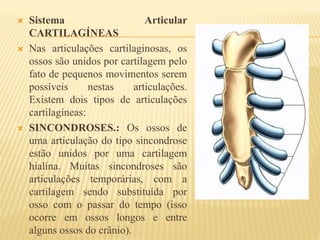  Sistema Articular
CARTILAGÍNEAS
 Nas articulações cartilaginosas, os
ossos são unidos por cartilagem pelo
fato de pequenos movimentos serem
possíveis nestas articulações.
Existem dois tipos de articulações
cartilagíneas:
 SINCONDROSES.: Os ossos de
uma articulação do tipo sincondrose
estão unidos por uma cartilagem
hialina. Muitas sincondroses são
articulações temporárias, com a
cartilagem sendo substituída por
osso com o passar do tempo (isso
ocorre em ossos longos e entre
alguns ossos do crânio).
 