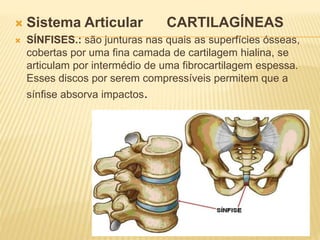  Sistema Articular CARTILAGÍNEAS
 SÍNFISES.: são junturas nas quais as superfícies ósseas,
cobertas por uma fina camada de cartilagem hialina, se
articulam por intermédio de uma fibrocartilagem espessa.
Esses discos por serem compressíveis permitem que a
sínfise absorva impactos.
 