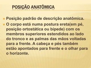 POSIÇÃO ANATÔMICA
 Posição padrão de descrição anatômica.
 O corpo está numa postura ereta(em pé,
posição ortostática ou bípede) com os
membros superiores estendidos ao lado
do tronco e as palmas das mãos voltadas
para a frente. A cabeça e pés também
estão apontados para frente e o olhar para
o horizonte.
 