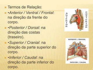  Termos de Relação:
 •Anterior / Ventral / Frontal:
na direção da frente do
corpo.
 •Posterior / Dorsal: na
direção das costas
(traseiro).
 •Superior / Cranial: na
direção da parte superior do
corpo.
 •Inferior / Caudal: na
direção da parte inferior do
corpo.
 
