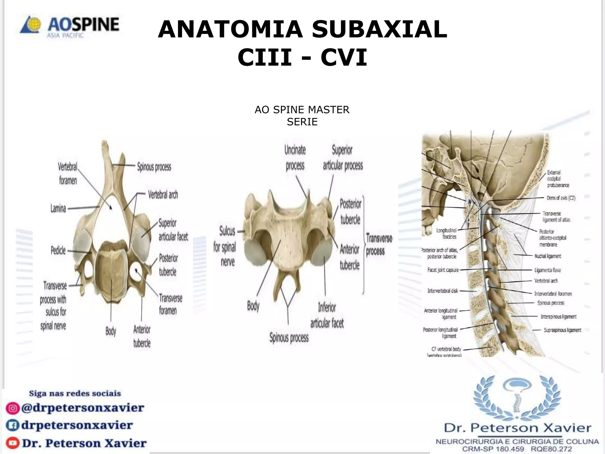 Anatomia Aplicada da Coluna Cervical | PPT