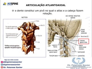  o dente constitui um pivô no qual o atlas e a cabeça fazem
rotação.
ARTICULAÇÃO ATLANTOAXIAL
NETTER
AO SPINE MASTER
SERIE
 
