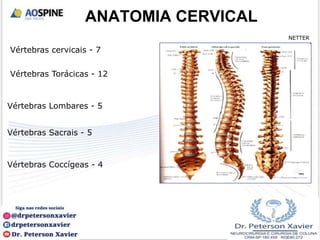 Vértebras cervicais - 7
Vértebras Torácicas - 12
Vértebras Lombares - 5
Vértebras Sacrais - 5
Vértebras Coccígeas - 4
ANATOMIA CERVICAL
NETTER
 