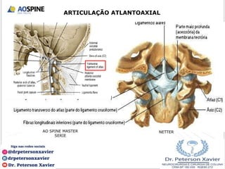 ARTICULAÇÃO ATLANTOAXIAL
NETTER
AO SPINE MASTER
SERIE
 