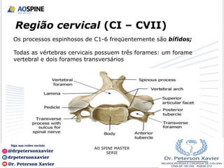 Região cervical (CI – CVII)
Os processos espinhosos de C1-6 freqüentemente são bífidos;
Todas as vértebras cervicais possuem três forames: um forame
vertebral e dois forames transversários
AO SPINE MASTER
SERIE
 