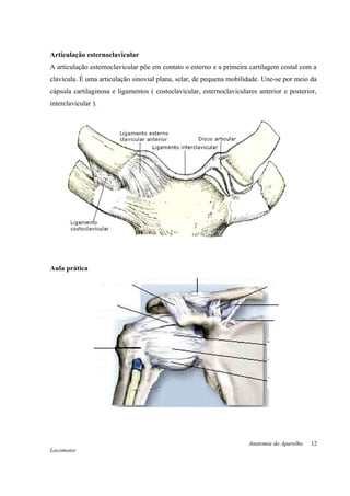 Articulação esternoclavicular
A articulação esternoclavicular põe em contato o esterno e a primeira cartilagem costal com a
clavícula. É uma articulação sinovial plana, selar, de pequena mobilidade. Une-se por meio da
cápsula cartilaginosa e ligamentos ( costoclavicular, esternoclaviculares anterior e posterior,
interclavicular ).
Aula prática
Anatomia do Aparelho
Locomotor
12
 